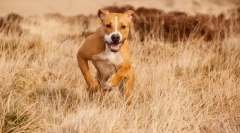 Amstaff (fotó): gyengéd kisállat és hűséges védő