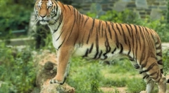 Amur tigris