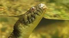 Anaconda - a modernitás legnagyobb kígyója