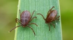 Vérvizsgálat a korreliózishoz és az encephalitishez