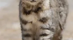 Anda macska - dél-amerikai lotted ragadozó