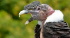 Andei condor