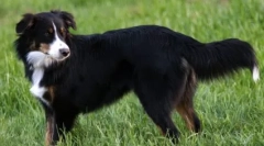 Angol shepherd: hűséges barát és megbízható védő