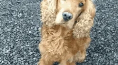 Brit kutyák fajtái