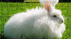 Angora rabbit: a legérdekesebb tények