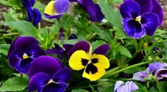 Pansies vagy ibolya