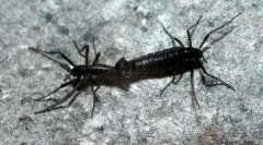 Antarktisz komar-bell