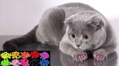 Anticrafts a macskák számára: állatorvos vizsgálatok a puha fürtök előnyei és veszélyeiről