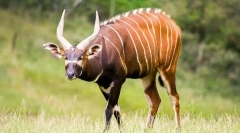 Bongo antilope