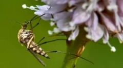 Anti szúnyog lámpák szúnyogokból