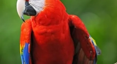 Ara táncos: videó, ahol papagáj táncol az ágyon