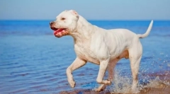 Argentin kutya (fotó): jóképű, bátor hunter és defender