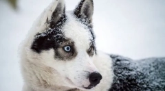 Arctic husky