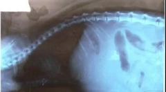 Ascites a macskákban: mi a probléma