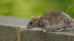 Az ember mérgezése patkánymérgezéssel