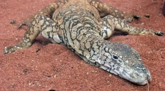 Ausztrál giant varan