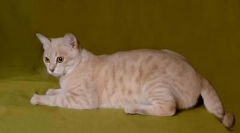 Ausztrál köd: ködös macska