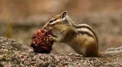 Ázsiai chipmunk