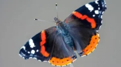 Butterfly admirális: leírás és életmód