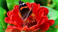 Pillangó admirális