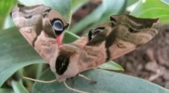 Butterfly brahnik: leírás és típusok