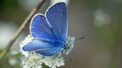 Butterfly golubanka