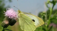 Butterfly - káposzta és hernyók a káposzta