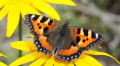 Pillangó segédprogram: leírás és életmód