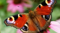 Pillangó páva szem