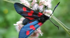 Butterfly pestryanka