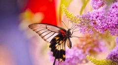 Pillangók és életmódjuk