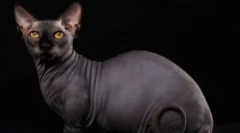 Bambino - csoda a rövid lábakon