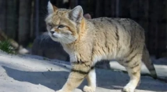 Elágazó macska: fajta funkciók