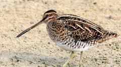 Bekas (fotó): óvatos forest lamb