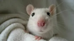 Fehér home rat és feltételek