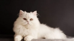Fehér macska (fotó): a karakter jellemzői, a hófehér szépség gondozása