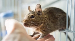 Kedves fehérjék otthon