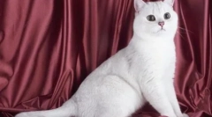 Fehér brit macskák