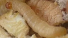 Fehér férgek a konyhában otthon