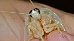 Fehér és átlátszó csótányok