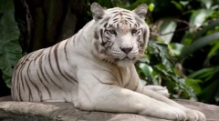 Fehér tigrisek