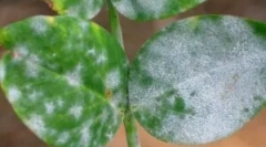 Fehér raid a szobanövények és a kezelési módok