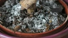 Fehér virágzik a földön virágcserepekben, és mit tegyen vele