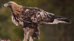 Berkut - vladyka mennyország