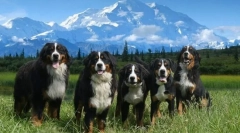 Bernese zennenhund (fotó): egy kutya, aki mosolyog