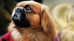 Mad rating: a legtöbb hülye fajta kutyák