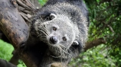 Binturong