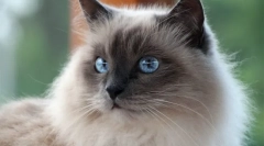 Burmai macska (fotó): szent őr buddhista templomok