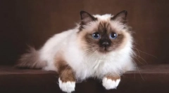 Burmai macska (szent burma)