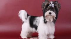 Beaver york (fotó): újjáéledt plüss játék a kezeden